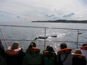 Whale Watching