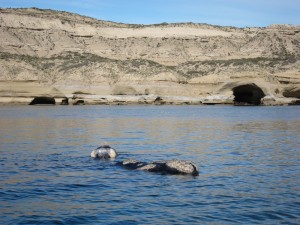 Whale Watching