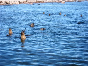 Neugierige Tierchen