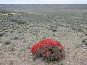 Ein Farbtupfer in der Landschaft - im Hintergrund "unsere" Estancia