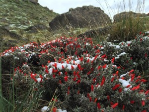 Der Frühling trotzt dem Schnee