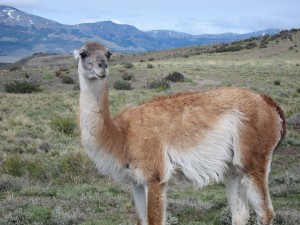 Guanaco am Wegesrand - genauso neugierig wie wir