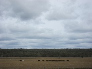 Stilleben "Pferde in Landschaft"