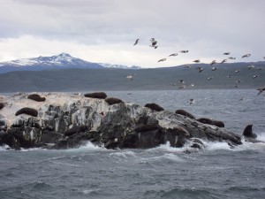 Die Seelöwen lassen sich nicht stören von Wind, Wetter und Boot