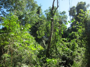 Subtropischer Regenwald
