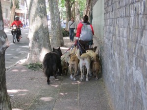 Hundeausführerin für die Leute, die ihren Wuff nicht selbst rausbringen können oder wollen