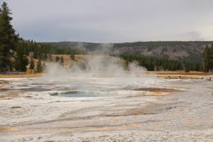 Daisy Geyser