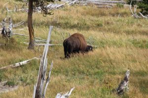 ein Bison, dem die Menschenmassen ziemlich egal sind