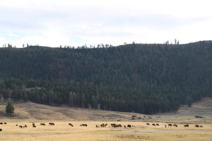 Bisons en gros...