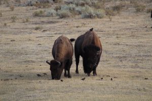 mehr Bisons