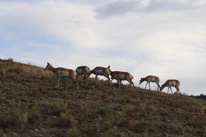 Pronghorn Antilopen