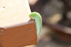 Ein seltsamer Besucher