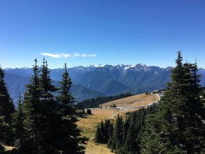 Die Berge des Olympic NP vom Hurricane Ridge