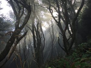 Im Wald bei Cape Meares