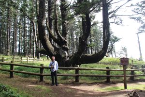 Octopus Tree bei Cape Meares