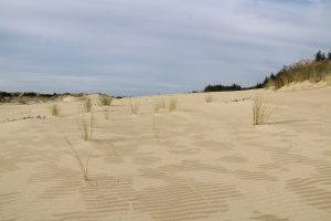 Oregon Dunes