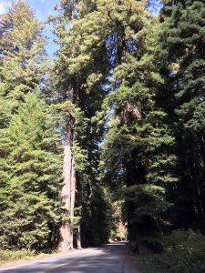 Redwoods