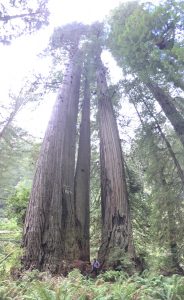 Redwoods