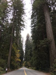 Redwoods