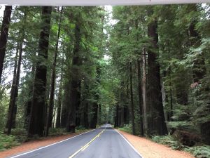 Avenue of the Giants