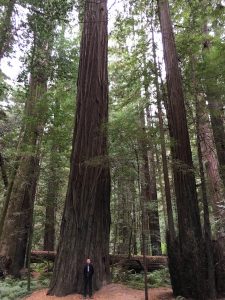 Avenue of the Giants