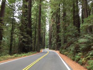 Avenue of the Giants