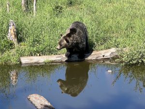 Grizzly im Habitat auf dem Grouse Mountain