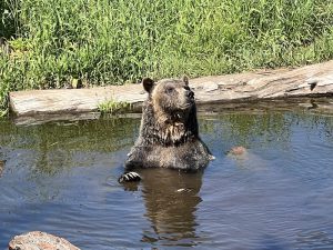 Grizzly im Habitat auf dem Grouse Mountain