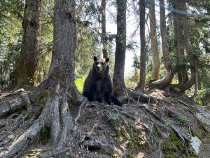 Grizzly im Habitat auf dem Grouse Mountain