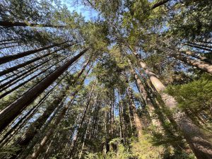 Lynn Canyon Park