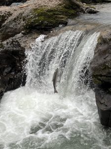 Lachse im Witset Canyon