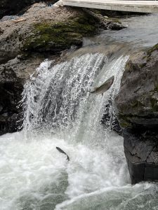 Lachse im Witset Canyon