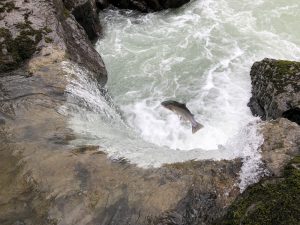 Lachse im Witset Canyon