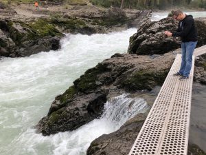 Lachse im Witset Canyon