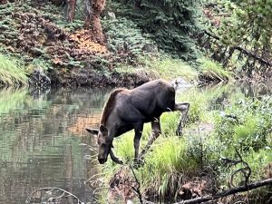 Moose-Nachwuchse auf dem Weg zur Mama