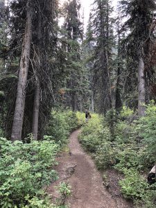 Little Yoho Valley Trail