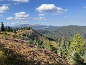 Alpine Meadows