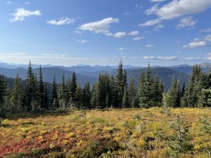 Alpine Meadows