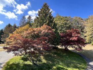 Herbst im Stanley Park