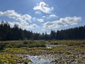 Beaver Lake im Stanley Park